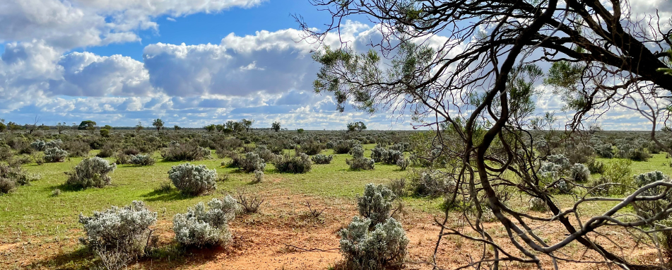 Saltbush Plains near Balranald, New South Wales