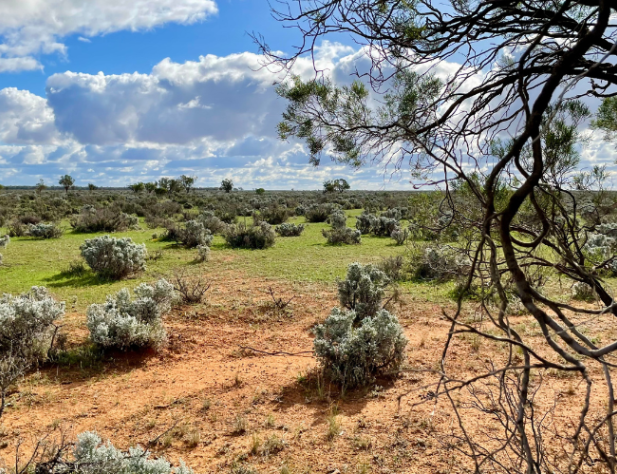 Saltbush Plains near Balranald, New South Wales
